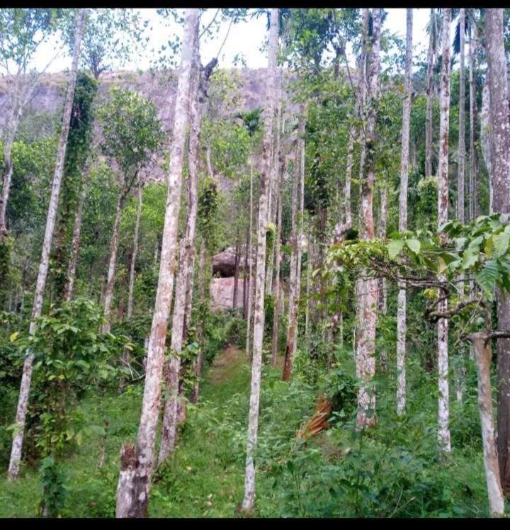 Wayanad Snow Vibes Villa ไวทีรี ภายนอก รูปภาพ